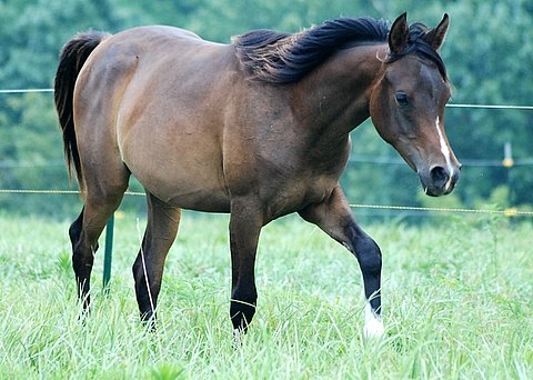Arabian Horses, Stallions, Farms,.