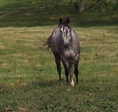pictures of quarter horses. Breed: Quarter Horse